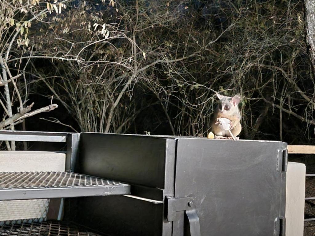 Our resident bushbaby paying a visit for his evening snack